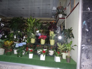 Spanish plants